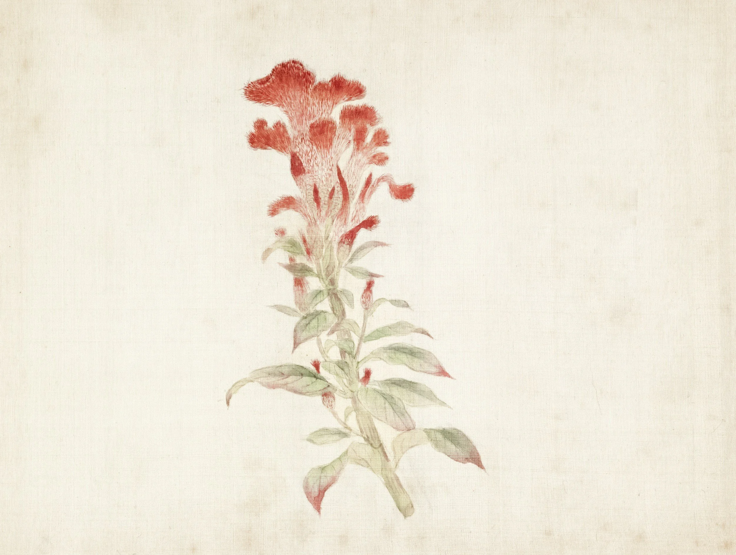 Botanical illustration of a red cockscomb in bloom