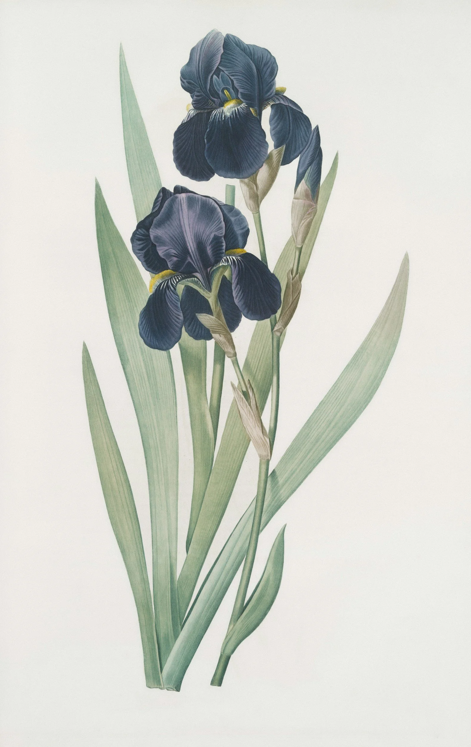 Botanical illustration of a blue iris