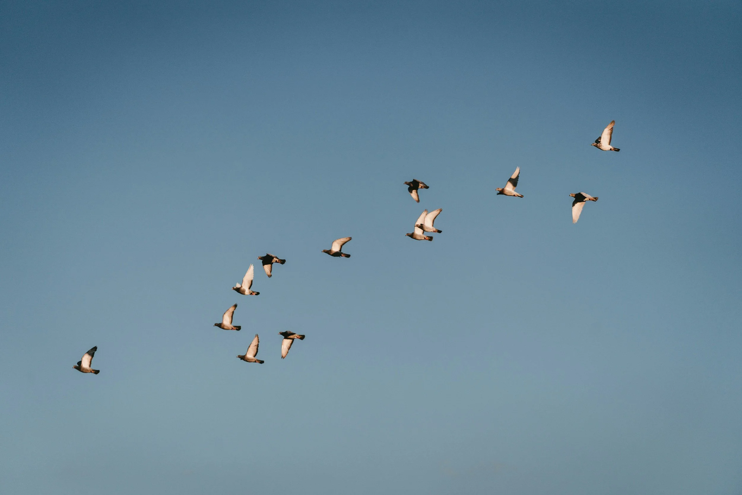 Flock of birds in flight against an autumn sky